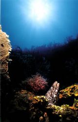 spotted moray eel, the canyon (bay islands,utila/honduras... by Michael Nehyba 